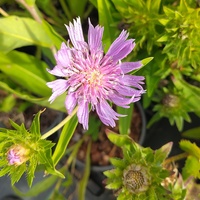 Stokesia laevis 'Blue Star'